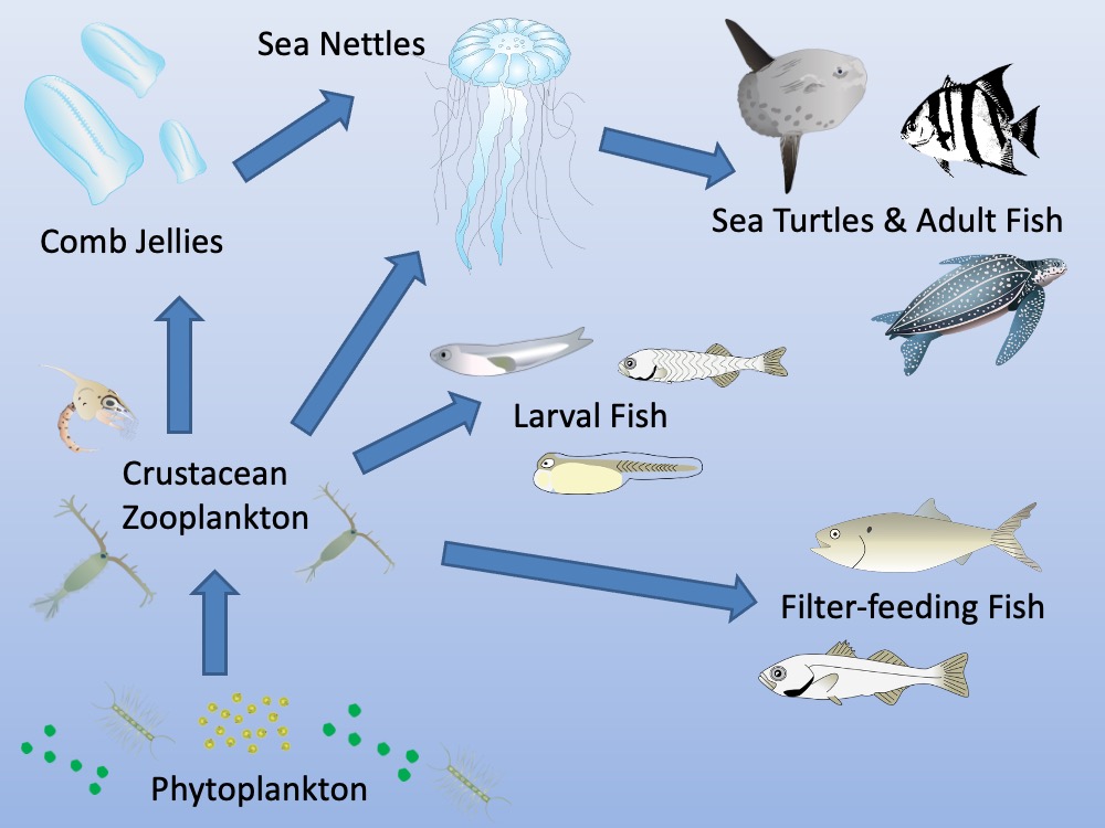 Jellyfish food web. Graphics courtesy Integration and Application Network