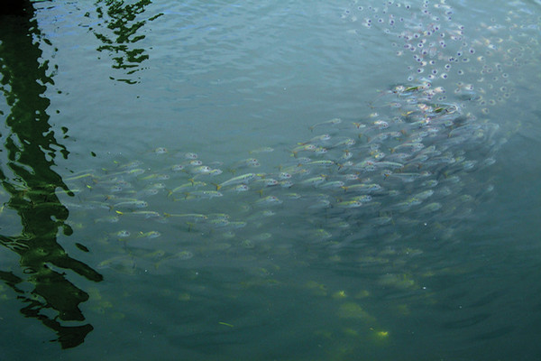 A school of menhaden feeding. Photo Credit: Alynda Miller