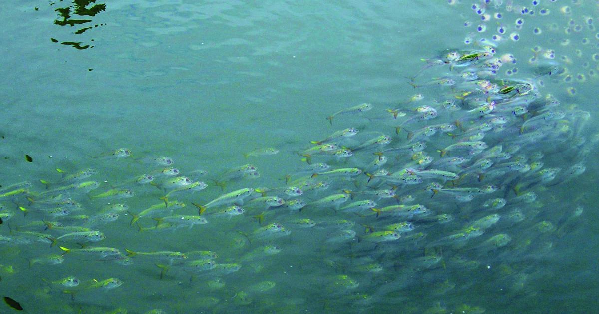 A school of menhaden feeding. Photo Credit: Alynda Miller