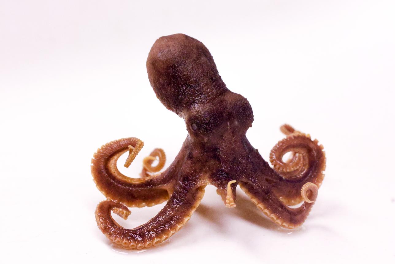 A common octopus specimen