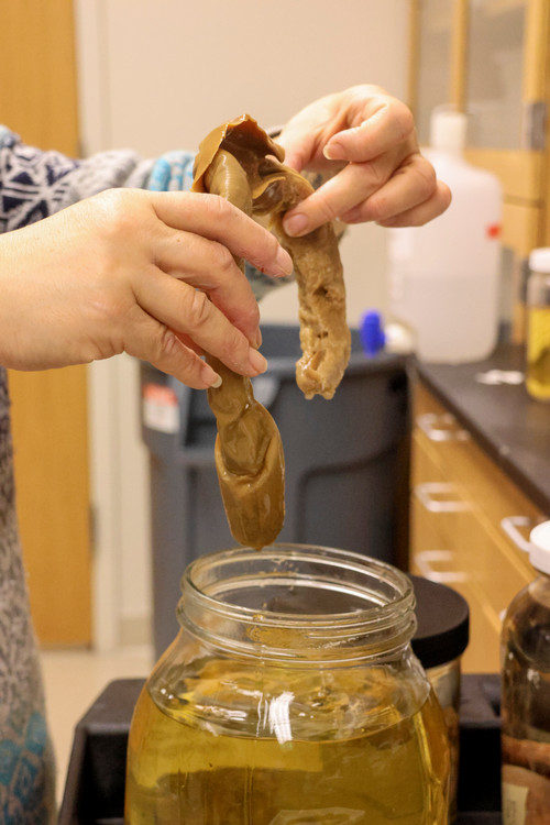 Giant Tube Worm