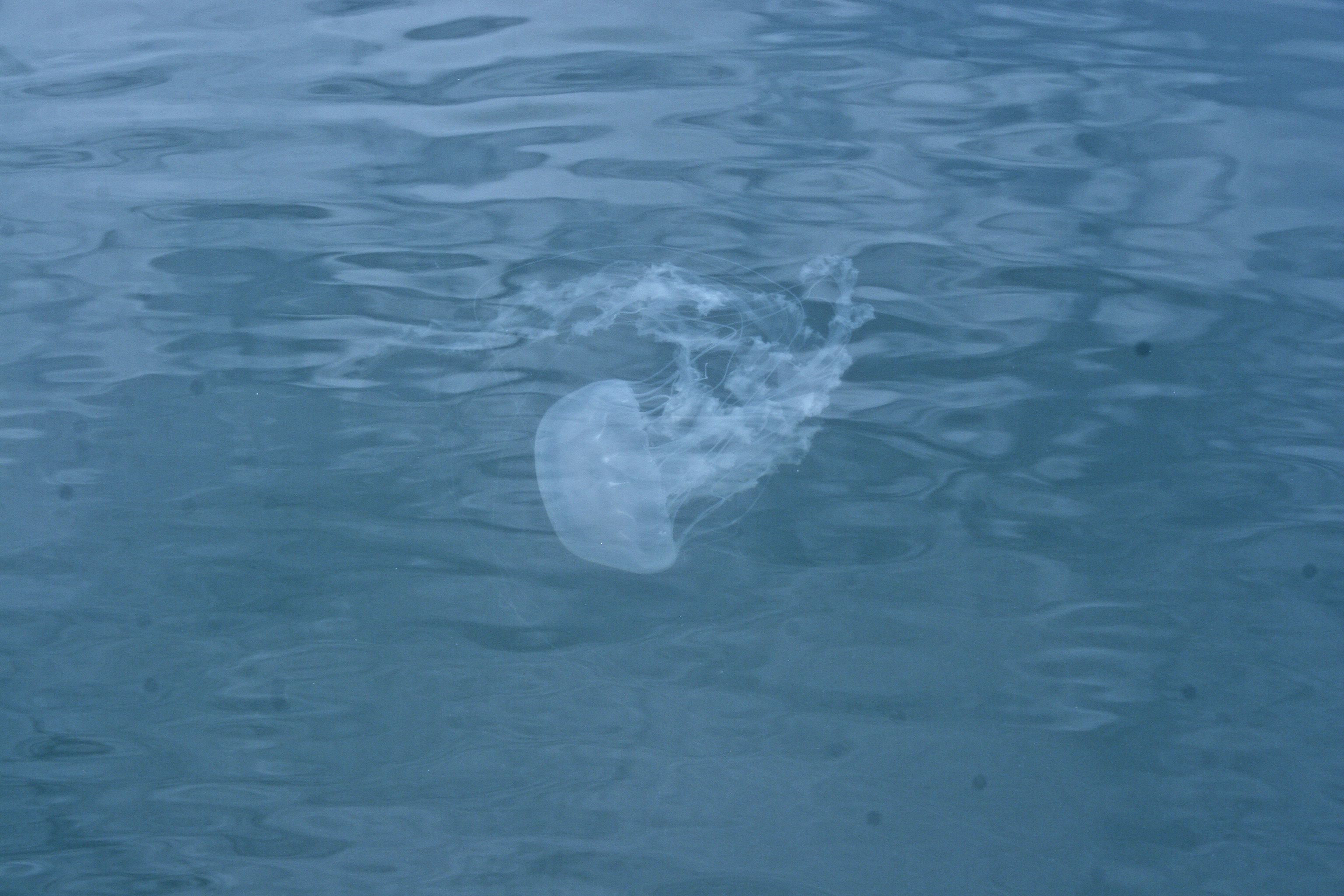 Bay nettle (Chrysaora chesapeakei), a common Chesapeake Bay jellyfish, floating just below the water's surface