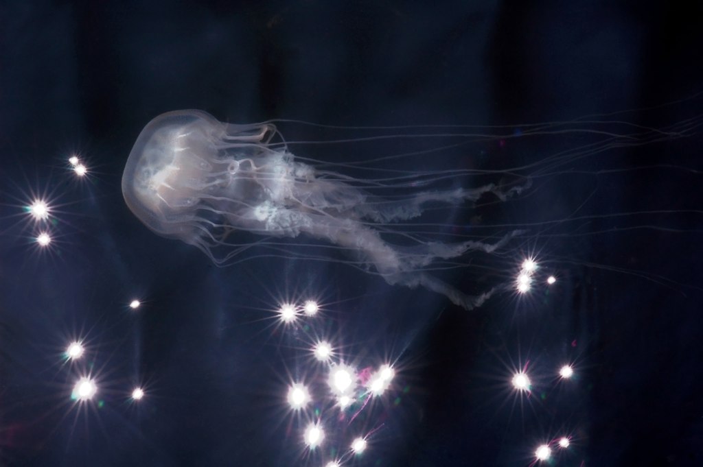 Sea nettle (Chrysaora quinquecirrha) photographed in the York River by Eric Brasseur.