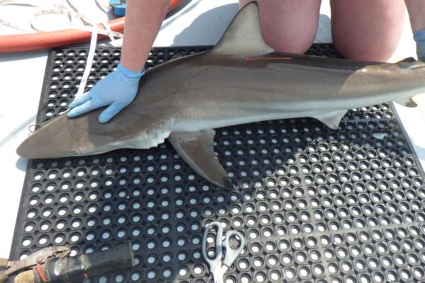 Spinner Shark