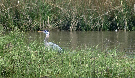 Great blue heron standing among marsh grasses beside calm water.