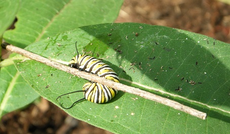 Monarch caterpillar with black, white, and yellow stripes on a green leaf.