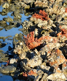 Oyster reef with clustered shells and red seaweed in shallow water.