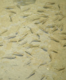 Small fish swimming in shallow clear water over sandy bottom.