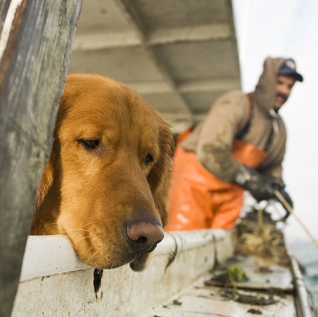 Dog resting its head on the side of a boat while a person in waders works with gear in the background.