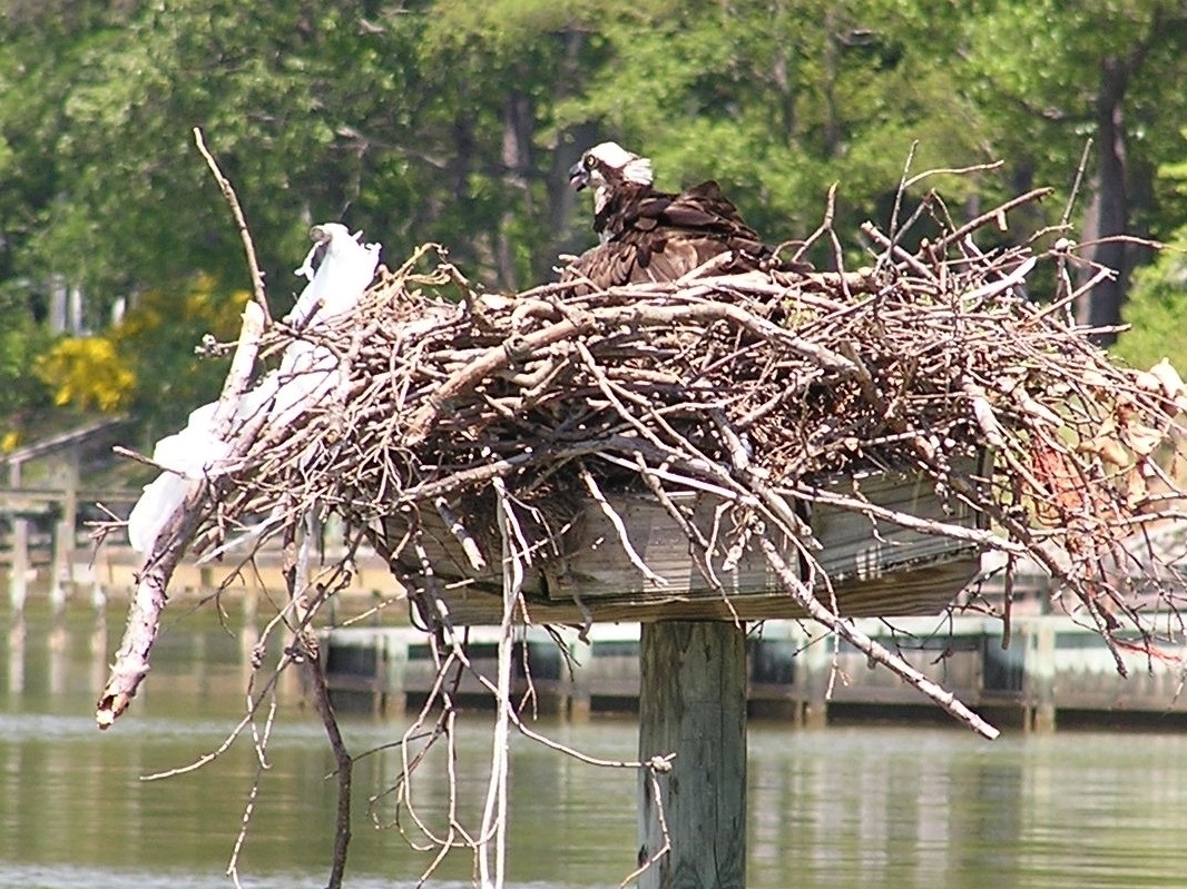 Osprey with plastic bag in it's nest