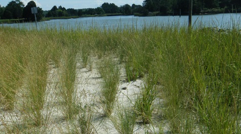 Grasses planted in sandy soil along a shoreline with water and trees in the background.