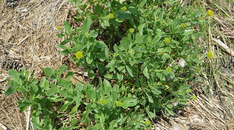 Low green plant with small yellow flowers growing in sandy, mulched soil.