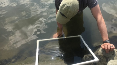 Person standing in shallow water using a square frame to sample or count organisms near the shoreline.