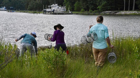 Group of people placing sampling traps along a grassy shoreline beside the water.
