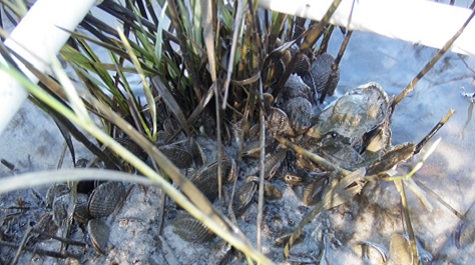 Crabs and shells clustered in muddy marsh sediment among grass stems inside a sampling frame.