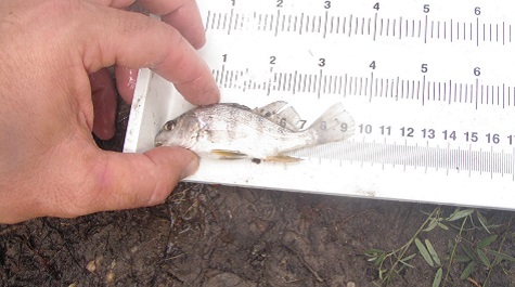 Hand measuring a small fish on a measuring board