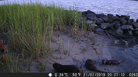 Otters resting on muddy shoreline near marsh grass and a rock barrier by the water.