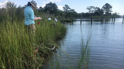 Person recording data while others work along a grassy shoreline beside the water.
