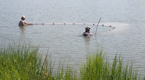 Two people wading in shallow water using a seine net to collect aquatic organisms.