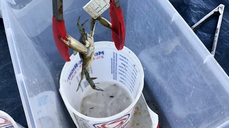 Crab held with tongs over a container and scale during field sampling.
