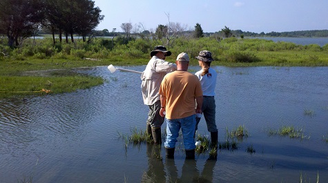 Three people standing in shallow marsh water using a long-handled net to collect a sample.