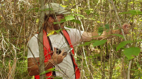 Person in safety vest using a handheld device while examining vegetation in a wooded area.