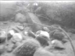 Blurry underwater view of a river bottom with rocks, debris, and sediment.