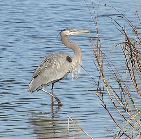 Great blue heron standing in shallow water near marsh vegetation