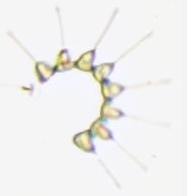 Asterionellopsis