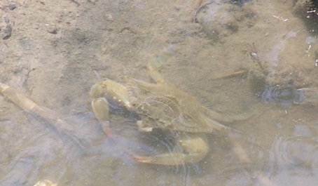 Blue crab partially buried in shallow muddy water.