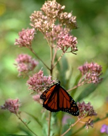 Monarch butterfly resting on clusters of pink flowers against a green background.