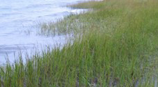 Marsh grasses growing along a shoreline beside calm water.