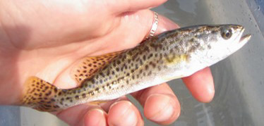Hand holding a small spotted fish with a speckled tail over shallow water.