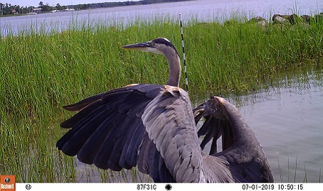 Great blue heron with wings spread standing in shallow water beside marsh grasses, with a measuring pole in the background.