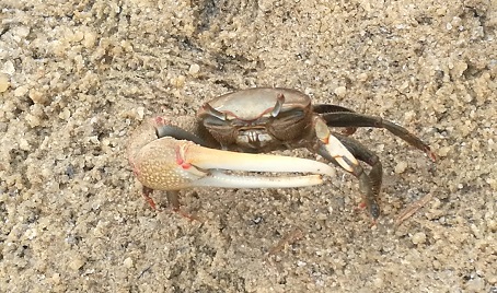 Fiddler crab on sandy ground with one enlarged claw raised.