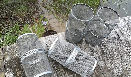 Mesh sampling pots on a wooden dock beside marsh grass and water.