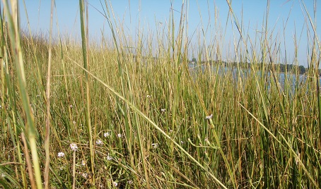 Tall marsh grasses with small white flowers near the shoreline and water in the background.