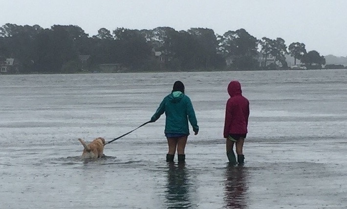 Two people walking a dog through flooded shoreline water under rain, with docks and houses in the distance.