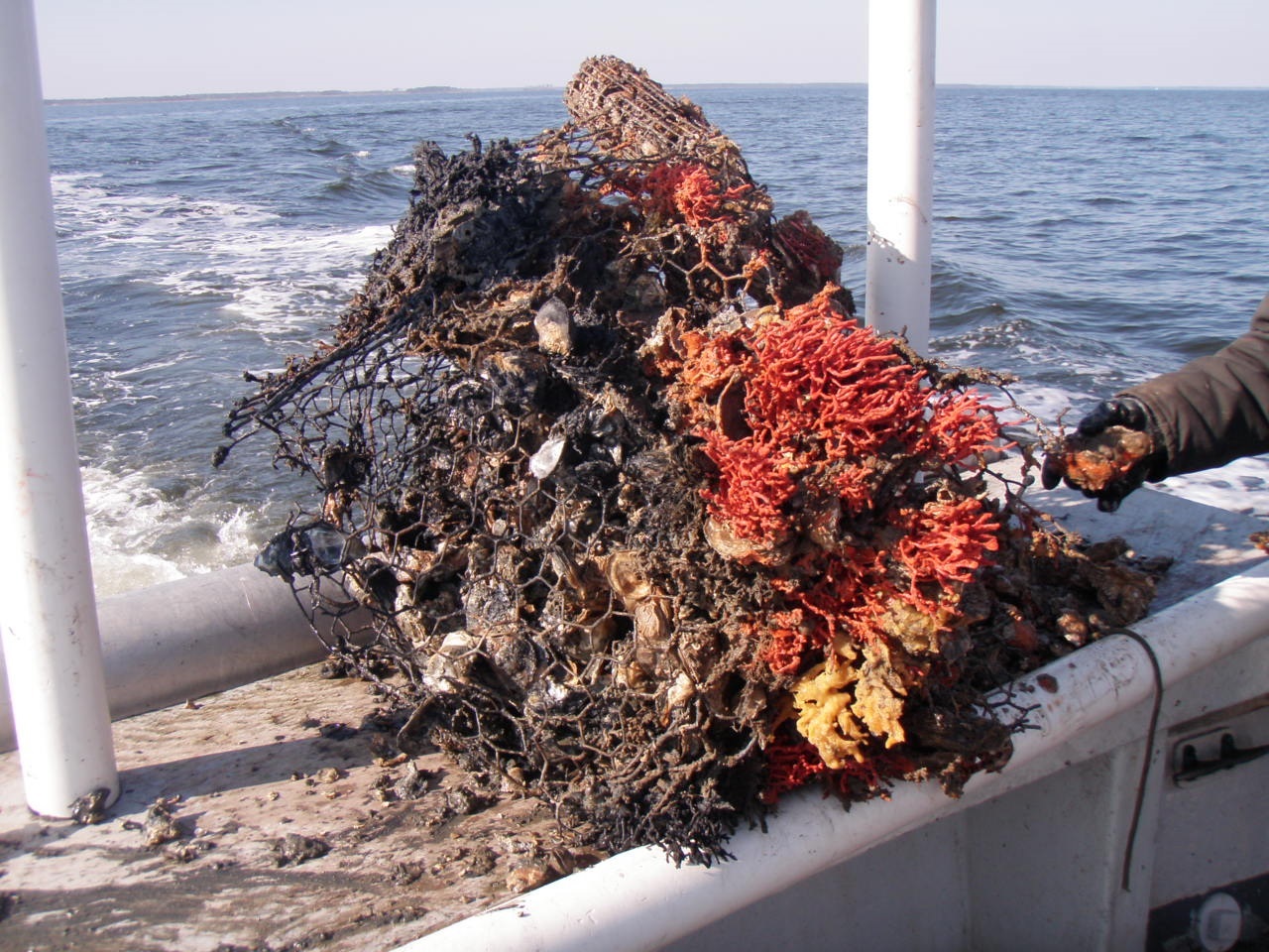Lost crab pot