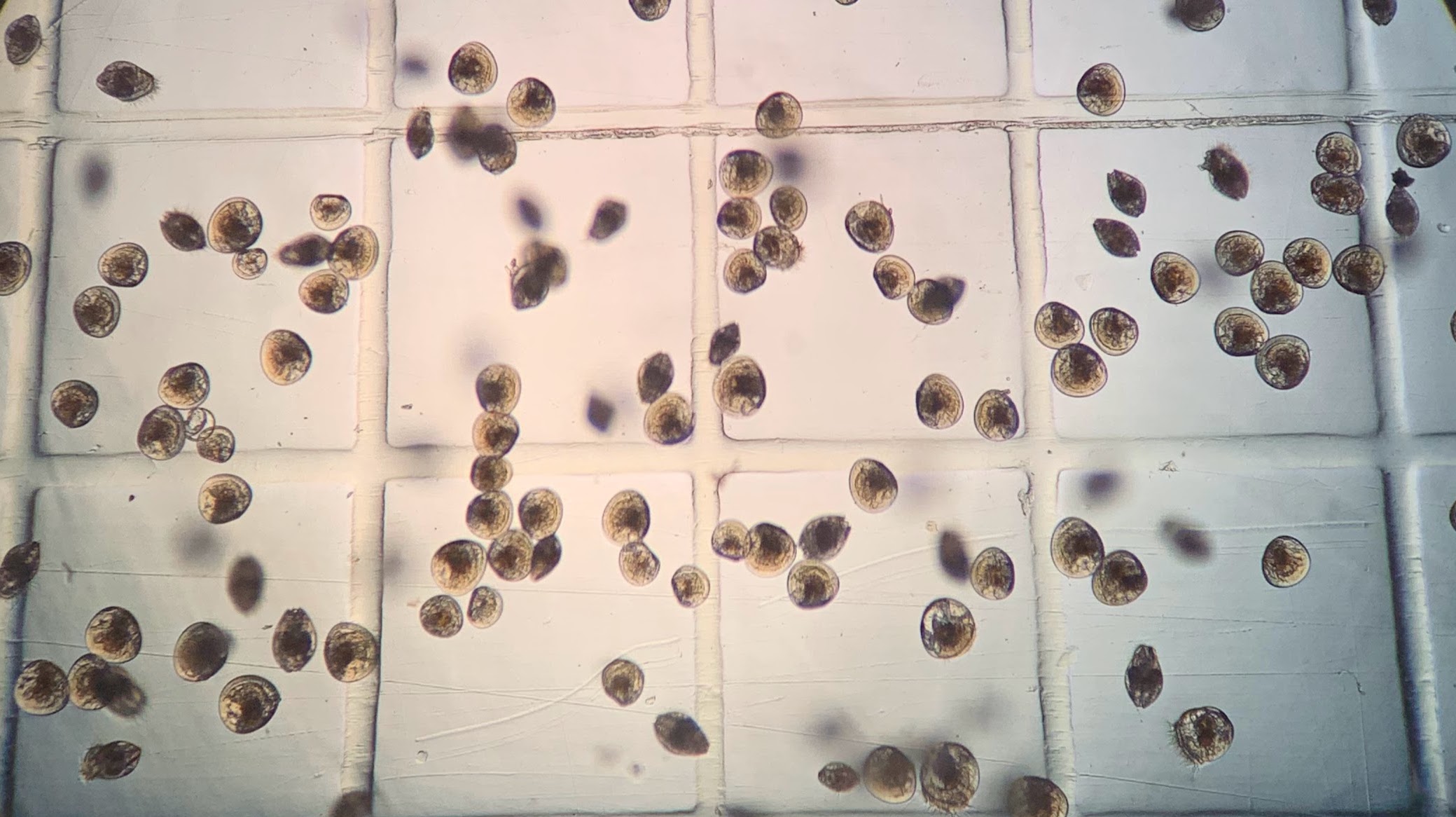 Microscopic juvenile bay scallops