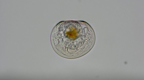 Bay scallop larvae