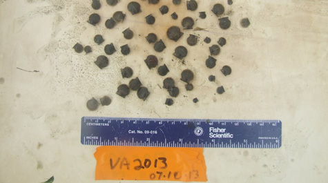 Juvenile bay scallops measured using calipers 
