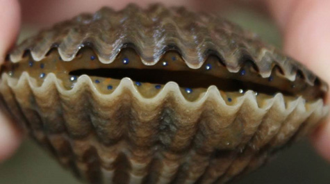 A bay scallop showing its many eyes
