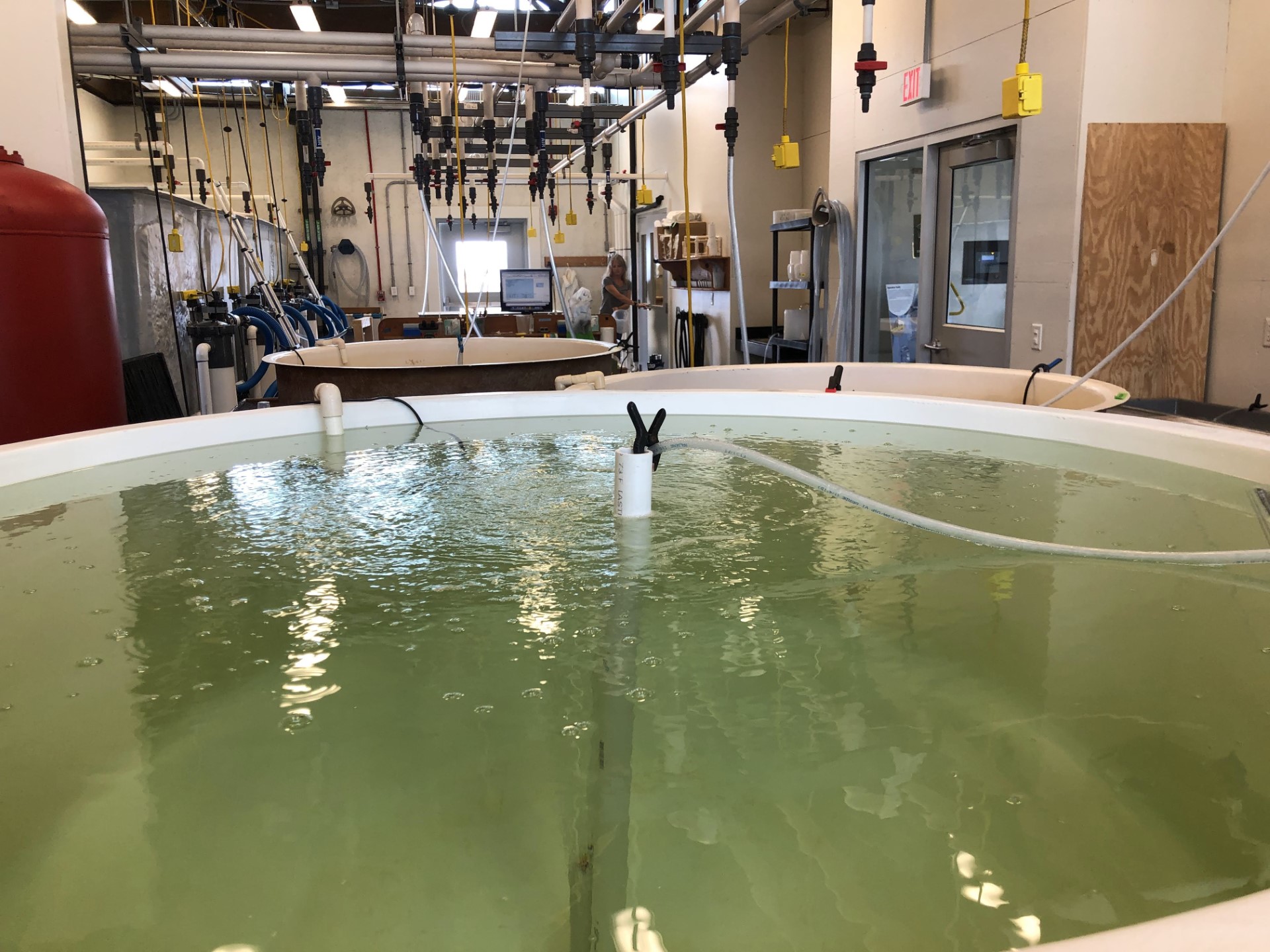 Larval tanks in VIMS Eastern Shore Laboratory's hatchery