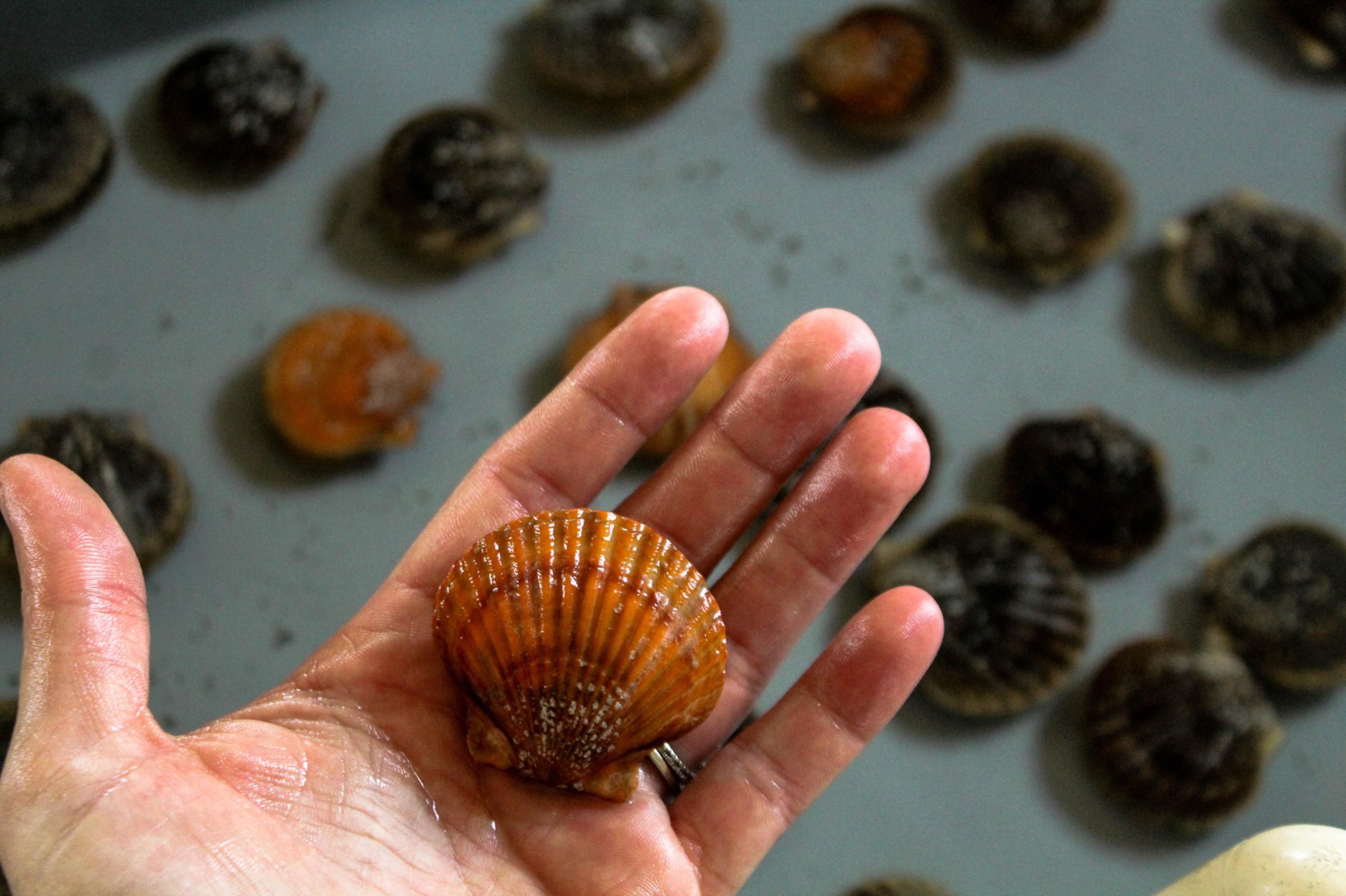 Bay Scallop broodstock 