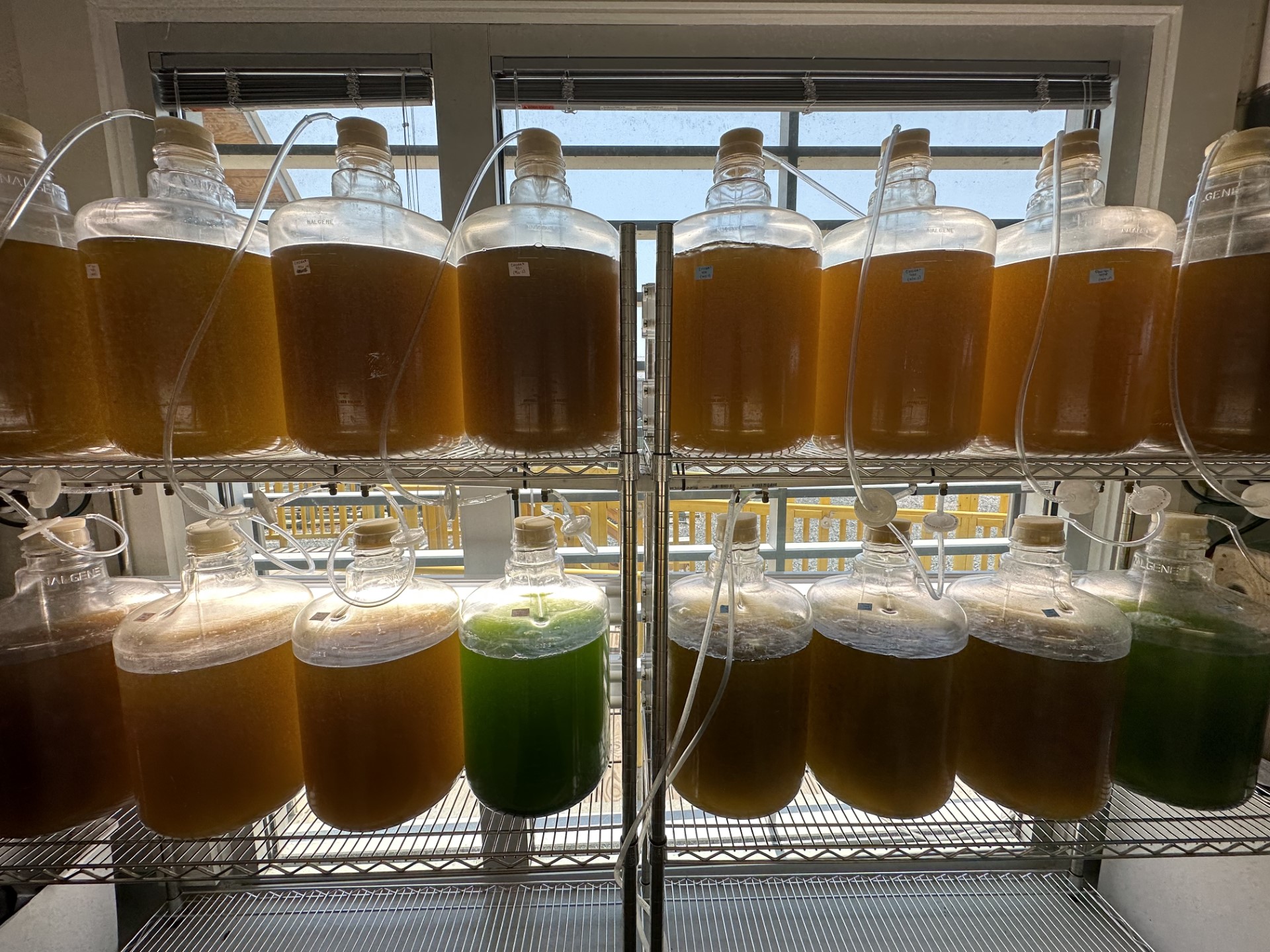 VIMS Eastern Shore Laboratory's algae culture room