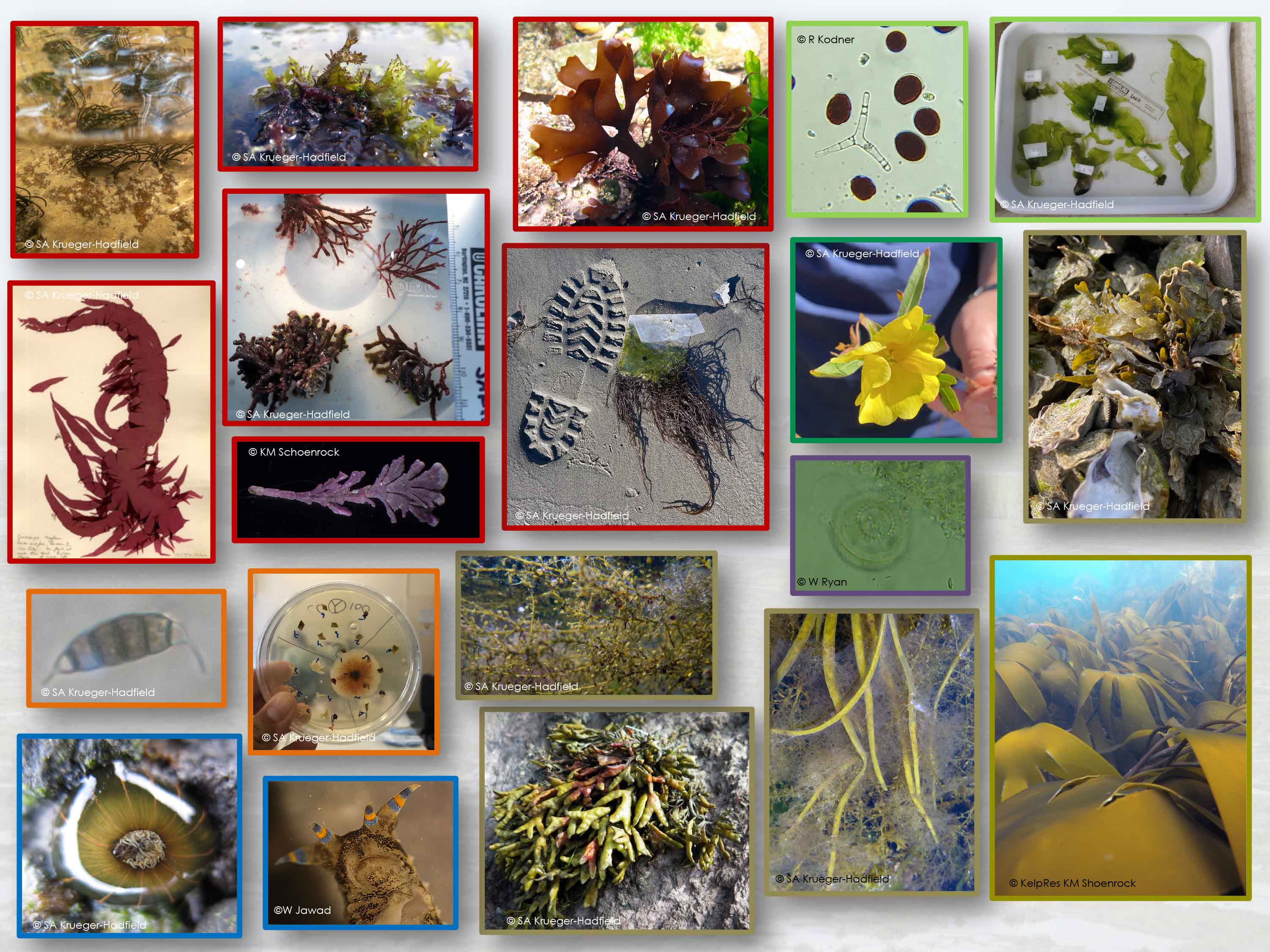 Images of organisms studied in the Krueger-Hadfield lab. 