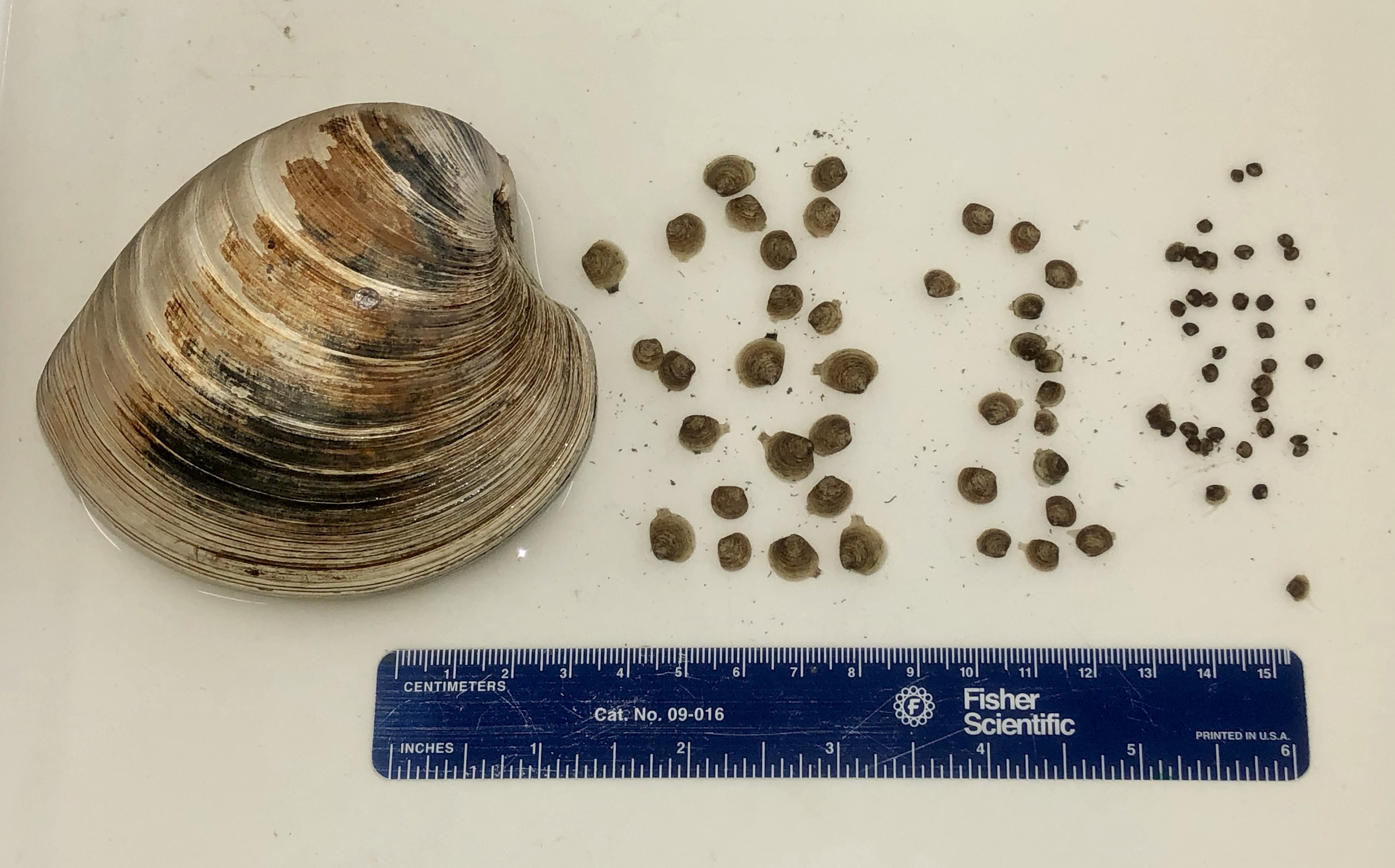 Hard Clams at various life stages