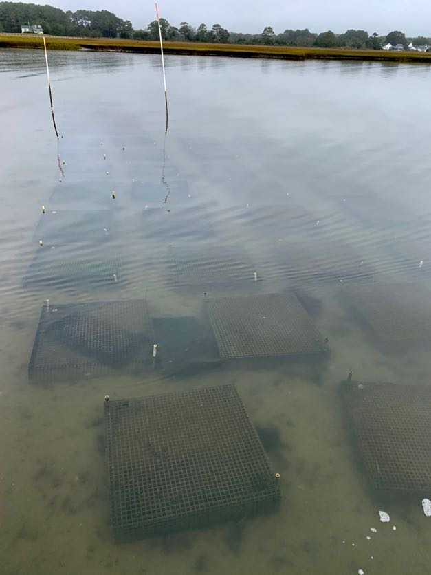 Bottom cages used for shellfish grow out methods