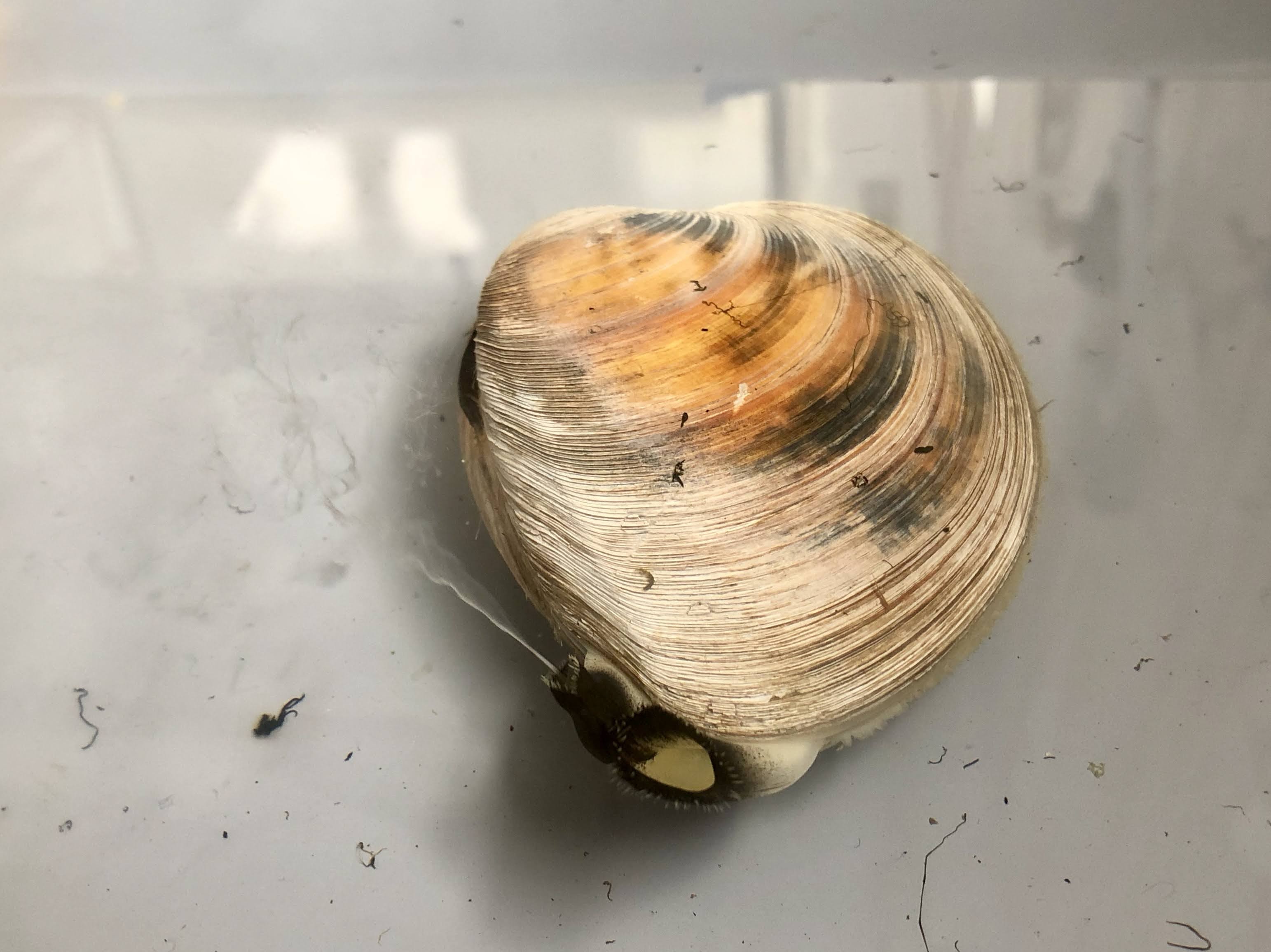 Hard Clam Spawn